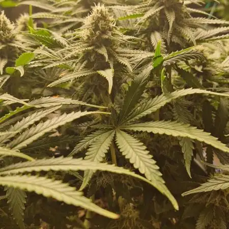 Think Fast grow fast