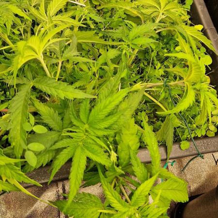 Projekt Permanent Marker 2x