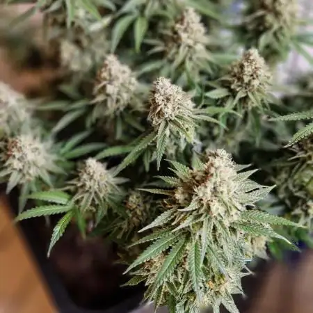 Think Fast grow fast