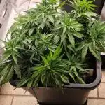 Think Fast grow fast