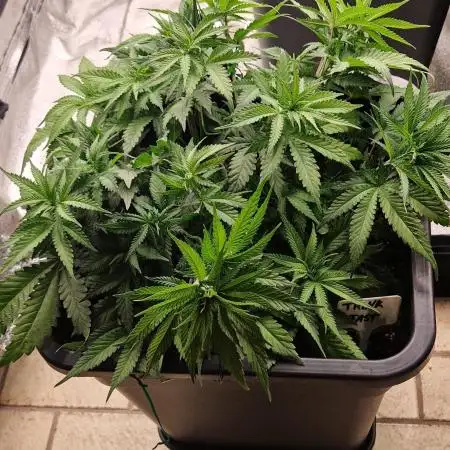 Think Fast grow fast