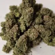 King Louis grow 2x