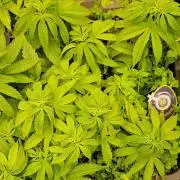 Wedding Cake Super Strains