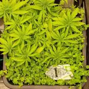 Projekt Permanent Marker 2x