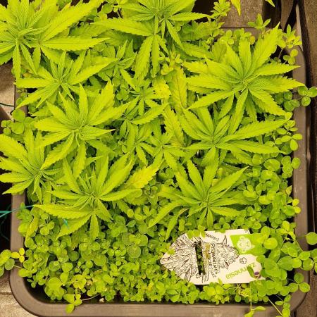 Projekt Permanent Marker 2x