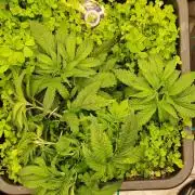 Wedding Cake Super Strains