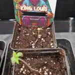 King Louis grow 2x