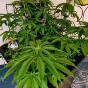 Wedding Cake Super Strains