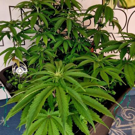 Wedding Cake Super Strains