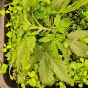 Wedding Cake Super Strains