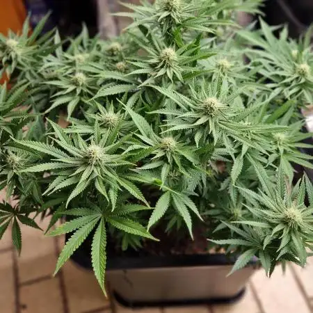 Think Fast grow fast