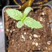 Wedding Cake Super Strains