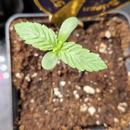 Wedding Cake Super Strains