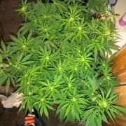 Girl scout cookie extreme