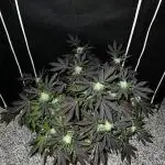 💨🍀🍈 Fresca Melon Clone #3