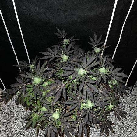 💨🍀🍈 Fresca Melon Clone #3