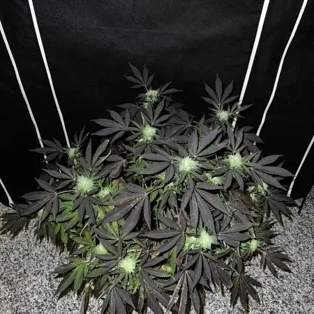 💨🍀🍈 Fresca Melon Clone #3