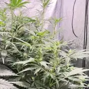 Gorilla Z Auto #4 🦍🍬