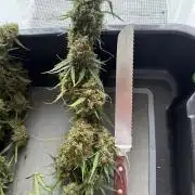 Gorilla Z Auto #2 🦍🍬
