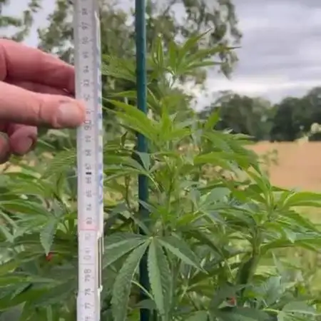 💨🍀🍈Fresca Melon Outdoor