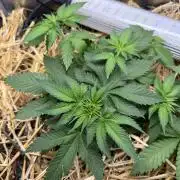Purple Mango Kush