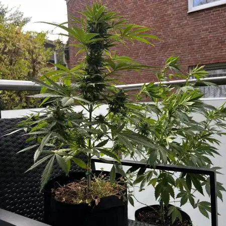 🍬🍭 Zkittlez Auto #2