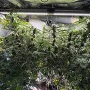 Gorilla Z Auto #2 🦍🍬
