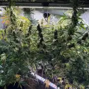 Gorilla Z Auto #2 🦍🍬