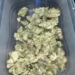 🍬🍭 Zkittlez Auto #2