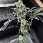 💨🍀Permanent Marker Clone #1