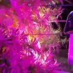 ๐จ๐๐Fresca Melon Outdoor