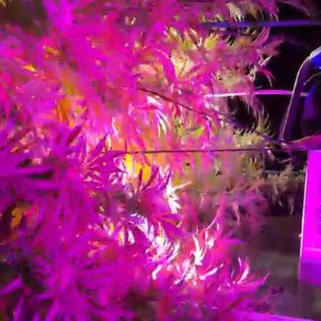 💨🍀🍈Fresca Melon Outdoor