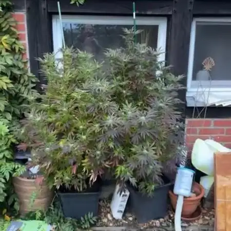 💨🍀🍈Fresca Melon Outdoor