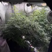 Gorilla Z Auto #2 🦍🍬