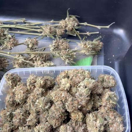 💨🍀Permanent Marker Clone #1