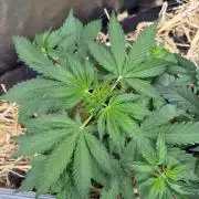 Space Cookie Auto