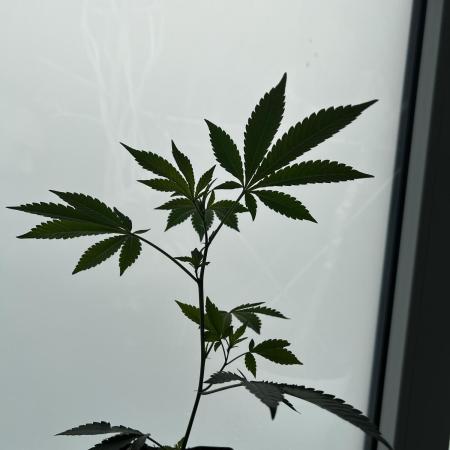 💨🍀🍈Fresca Melon Clone #2