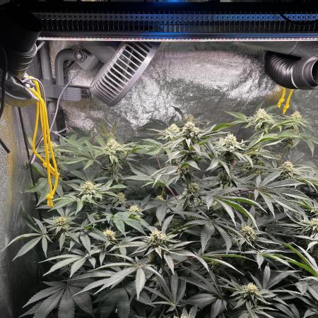 💨🍀🍈Fresca Melon Clone #2