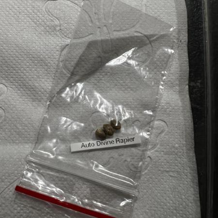 🏵️ Auto Divine Rapier