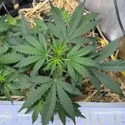 Space Cookie Auto