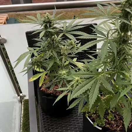 🍬🍭 Zkittlez Auto #2
