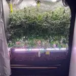 💨🍀🍈Fresca Melon Clone #2