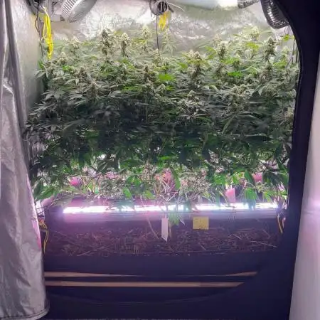 💨🍀🍈Fresca Melon Clone #2