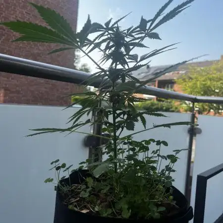 🍬🍭 Zkittlez Auto #4