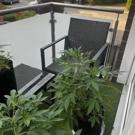 💨🍀🍈 Fresca Melon Clone #3