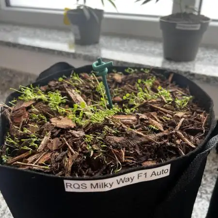 🍼🌌Milky Way F1 Auto