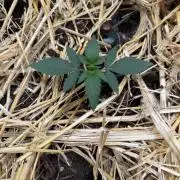 Space Cookie Auto