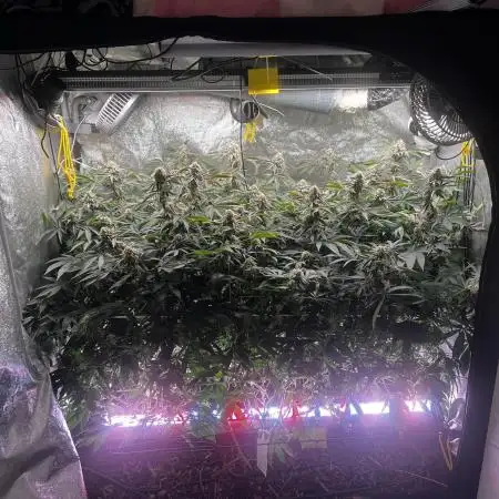 💨🍀🍈Fresca Melon Clone #2