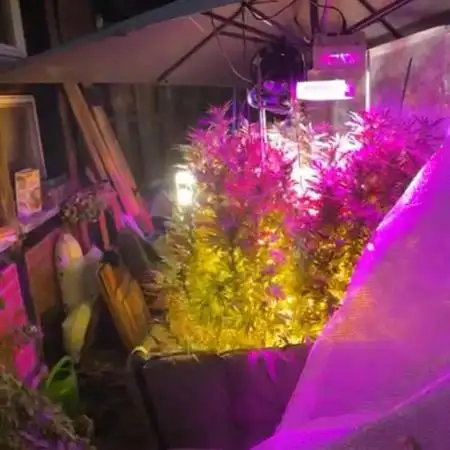 💨🍀🍈Fresca Melon Outdoor