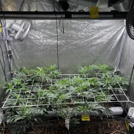 💨🍀🍈Fresca Melon Clone #2